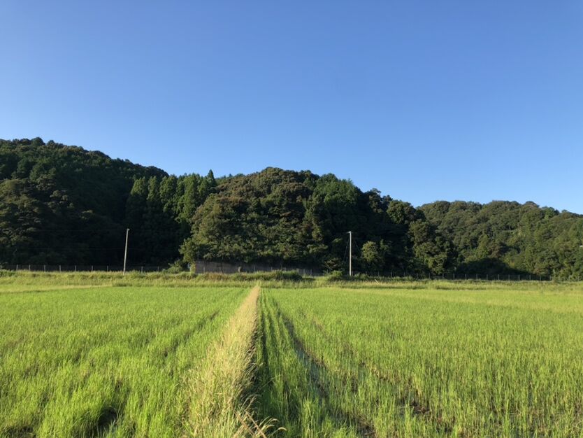 田畑①